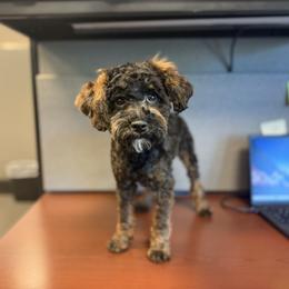 Stripes Gremlin - Black and tan male Schnoodle puppy in Rancho Cordova, California from Snickerdoodle Doodles