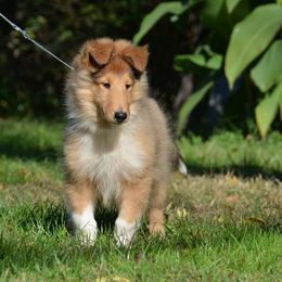 Collie Puppies from 'Twas Collies