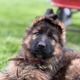 Mr brown - Sable male German Shepherd puppy in La Salle, Colorado from Pure Heart German shepherds