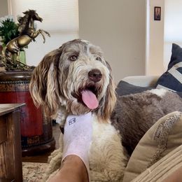 Ruby - Bernedoodle