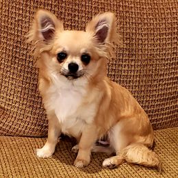 Chihuahua Puppies from Violeta's Royal Chihuahua
