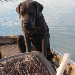 Cane Corso from Jackson's Cane Corsos