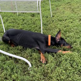 Draco - Black and rust male Doberman Pinscher puppy in Aredale, Iowa from Royal Dynasty Dobermann Kennel