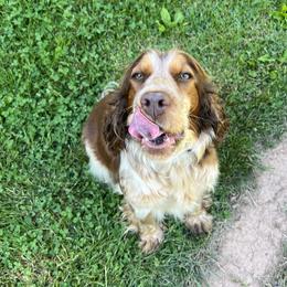 Millie - English Springer Spaniel
