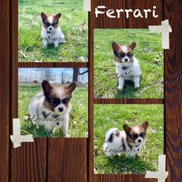 Papillon Puppies from Lovely Acres