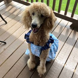 Koda - Poodle