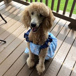 Koda - Poodle