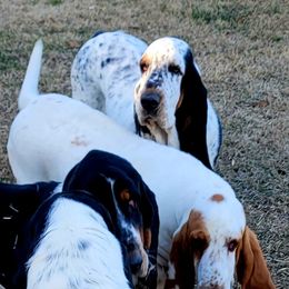 Ziva - Basset Hound