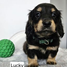 Green Boy 'Lucky' - Black and cream male Dachshund puppy in Parkersburg, West Virginia from Bourbon Barrel Ridge Doxies