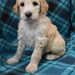 Murphy - Cream male Goldendoodle puppy in Jasper, Indiana from Hilltop Pups LLC