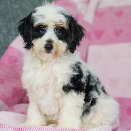 Maine - Tri-color female Bernedoodle puppy in Dundee, Ohio from Down Home Doodle