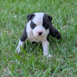 Girl 2 - Black female American Staffordshire Terrier puppy in Conley, Georgia from Cicero Kennels