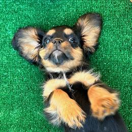 Girl 3 - Black and tan Cavalier King Charles Spaniel puppy in Federal Way, Washington from HRH Cavaliers