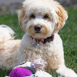 Australian Labradoodles from Little Creek Labradoodles