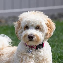 Australian Labradoodles from Little Creek Labradoodles