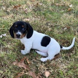 Kokomo AKC FULL - Piebald male Dachshund puppy in Gentry, Arkansas from Sweet As Pie Doxies