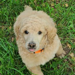 Orange - Apricot male Poodle puppy in Diamond, Missouri from Evening Stars Poodles