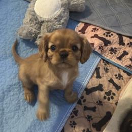 Glinda (Gigi) - Ruby female Cavalier King Charles Spaniel puppy in Corpus Christi, Texas from Kings Cross Cavaliers