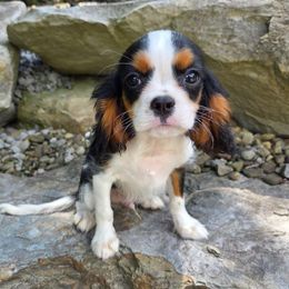 Onyx - Tri-color male Cavalier King Charles Spaniel puppy in Crawford, Tennessee from Lilly Lane Spaniels