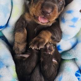 Chocolate and tan male - Chocolate and tan male Dachshund puppy in Belle Rive, Illinois from Akin's Miniature Dachshunds, LLC