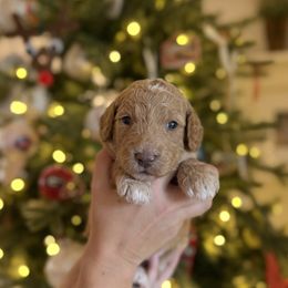 Miss Purple - Apricot female Goldendoodle puppy in Athens, Georgia from Moore Goldendoodles