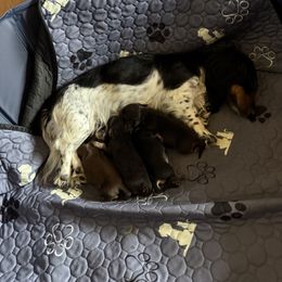 Boy 2 - male Dachshund puppy in Mather, California from English Cream Doxies