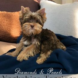 Yorkshire Terrier Puppies from Diamonds & Pearls Yorkshire Terriers
