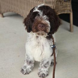 Jimmy - Chocolate male Australian Labradoodle puppy in Glenford, Ohio from Mi-De Doodles