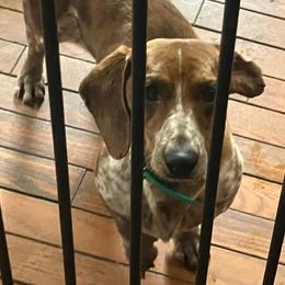 Buckeroo whiskey - Brindle male Dachshund puppy in Sharon Springs, New York from Show Us The Way Homestead