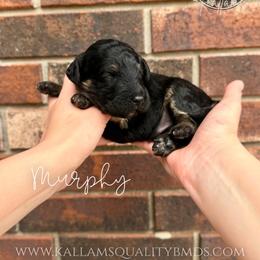 Murphy - Phantom male Bernedoodle puppy in Owasso, Oklahoma from Kallams Bernedoodles & Bernese Mountain Dogs