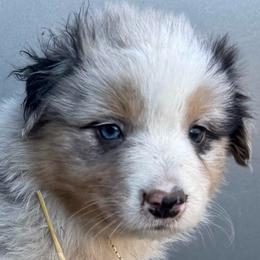 Wyatt Earp - Blue merle male Australian Shepherd puppy in Stanford, Kentucky from Red Feather Aussies