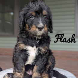 Boy 6 - Tri-color male Bernedoodle puppy in Lancaster, Minnesota from Richardville Hunde