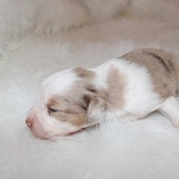Girl 1 - Miniature Australian Shepherd puppy in Corydon, Indiana from Arbuckle’s Lookin Good Aussies (LGA)