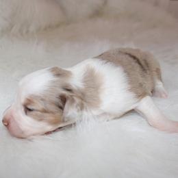 Girl 1 - Miniature Australian Shepherd puppy in Corydon, Indiana from Arbuckle’s Lookin Good Aussies (LGA)