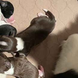 Brittanys, Miniature American Shepherds, and Russell Terriers from Katelyn M Ford