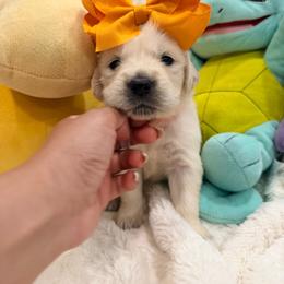 Vulpix - Light golden female Golden Retriever puppy in Shingle Springs, California from Creamy Retrievers