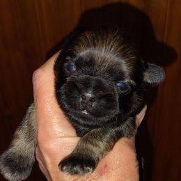 Pollie - Brindle male Shih Tzu puppy in Palmyra, New York from Karen's Tzus of Palmyra-Macedon