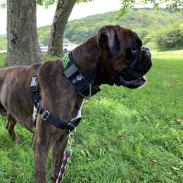 Diesel - Boxer
