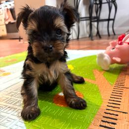 Arlo - Blue and gold male Yorkshire Terrier puppy in Yuma, Arizona from Yuma Yorkie