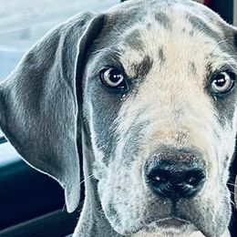 Cleatus - Great Dane puppy from 10 Acre Danes LLC