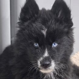Zeekie - Black and white male Siberian Husky puppy in East Tawas, Michigan from BurnsBerg's Woolies