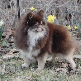 Misha - Pomeranian