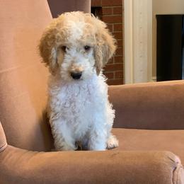 Goldendoodle Puppies from Goldendoodles of Vanhoy Farms