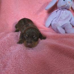 Moose - Chocolate and tan male Dachshund puppy in Opelika, Alabama from Dachshund Darlins