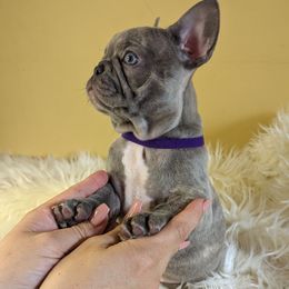 French Bulldog Puppies from 47 North Frenchies, LLC