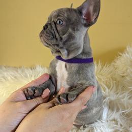 French Bulldog Puppies from 47 North Frenchies, LLC