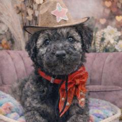 Finn - Wheaten male Whoodle puppy in Knoxville, Tennessee from Fleury Farm Doodles TN