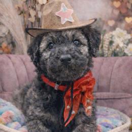 Finn - Wheaten male Whoodle puppy in Knoxville, Tennessee from Fleury Farm Doodles TN