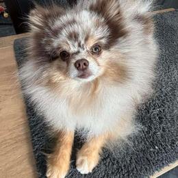 Royce PET - Chocolate merle male Pomeranian puppy in Douglas, Massachusetts from Country Oak Poms LLC