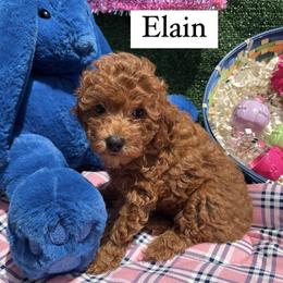 Goldendoodle and Poodle Puppies from Katy's Toy Poodles & Doodles